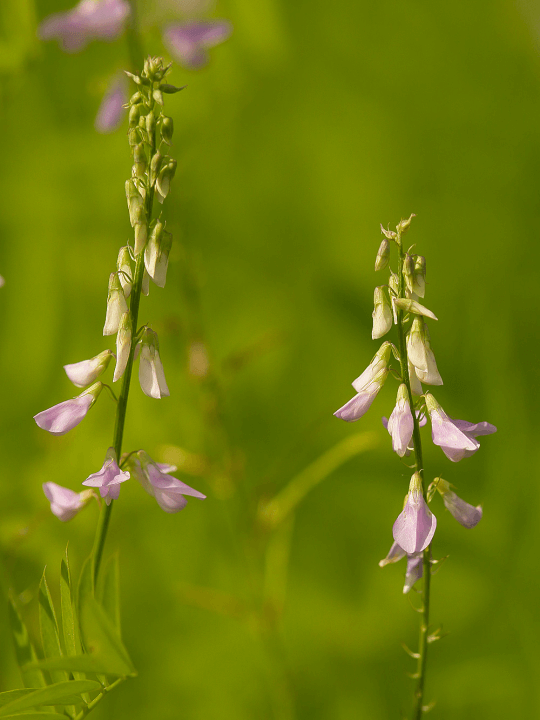 Galega officinalis